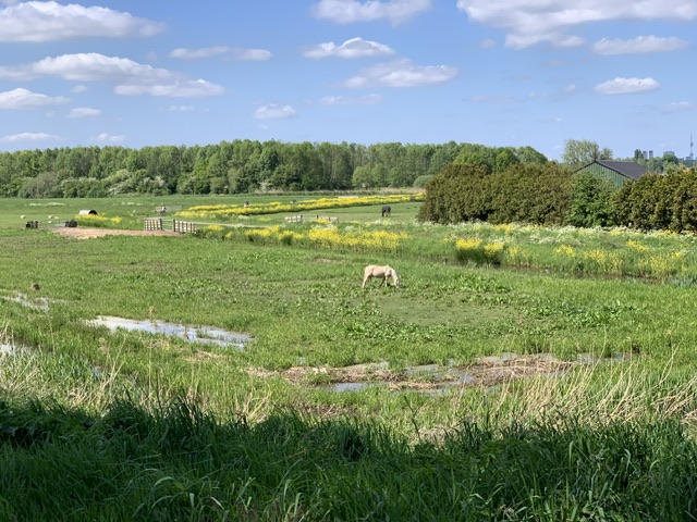 Amsterdam på cykel. Tur 1: mylder og ro, by, flod, polders og kanaler - ca. 22 km