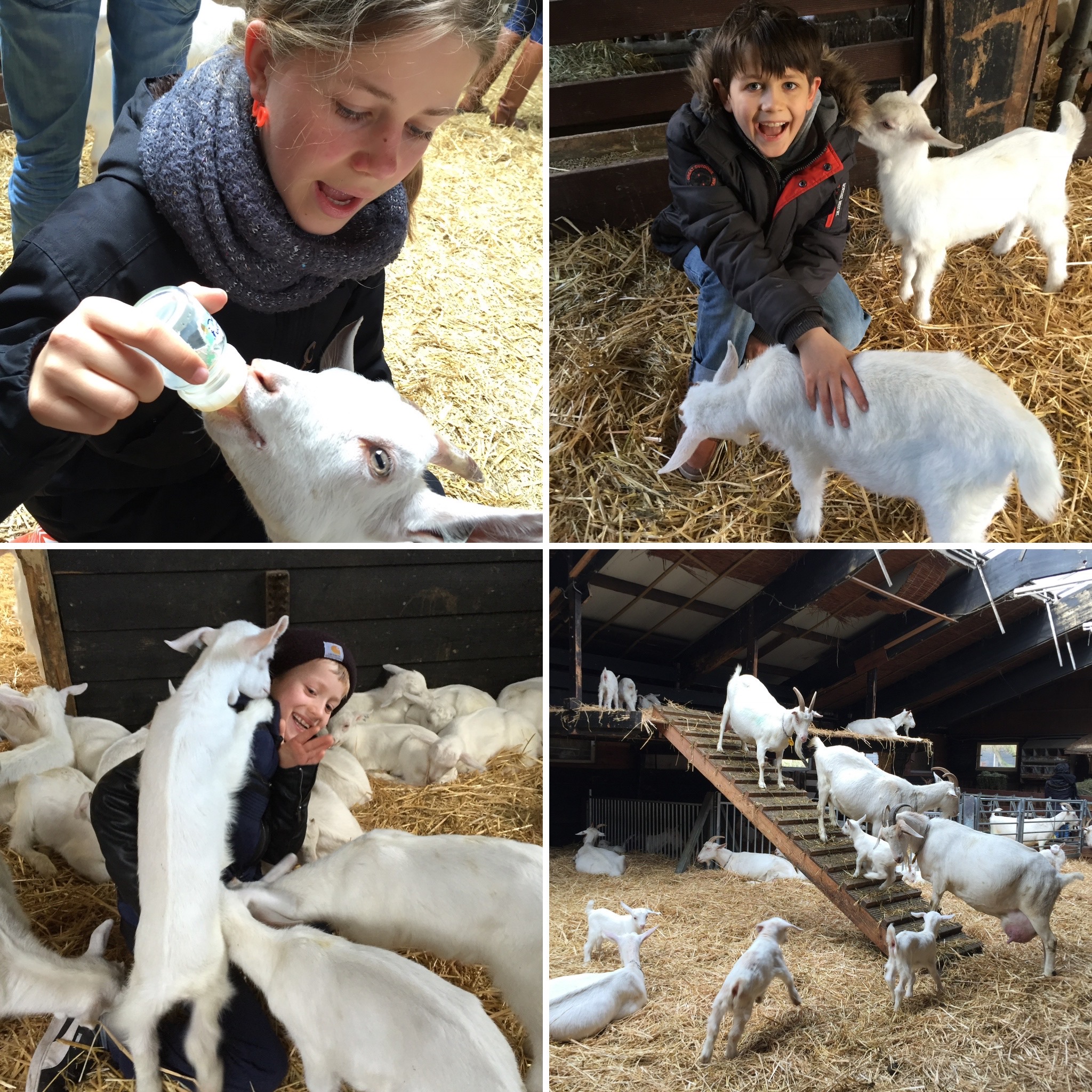 Gedeostetærter - a la Mormor 