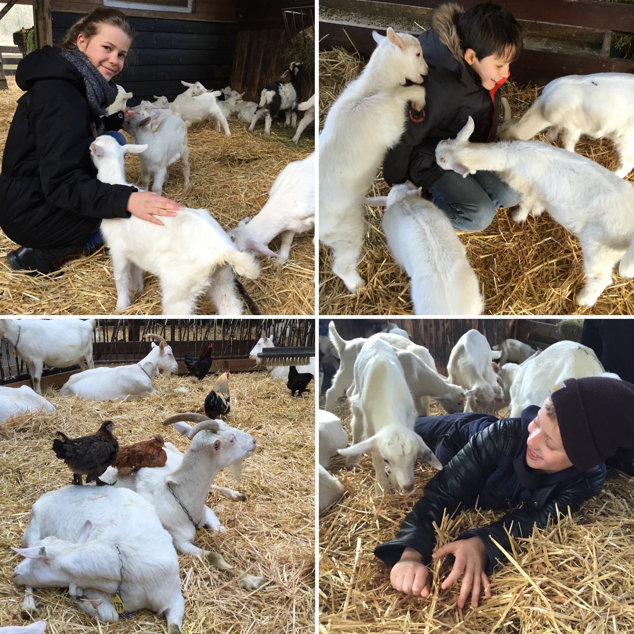 Gedeostetærter - a la Mormor 