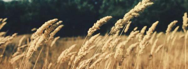 Ærø rundt på cykel